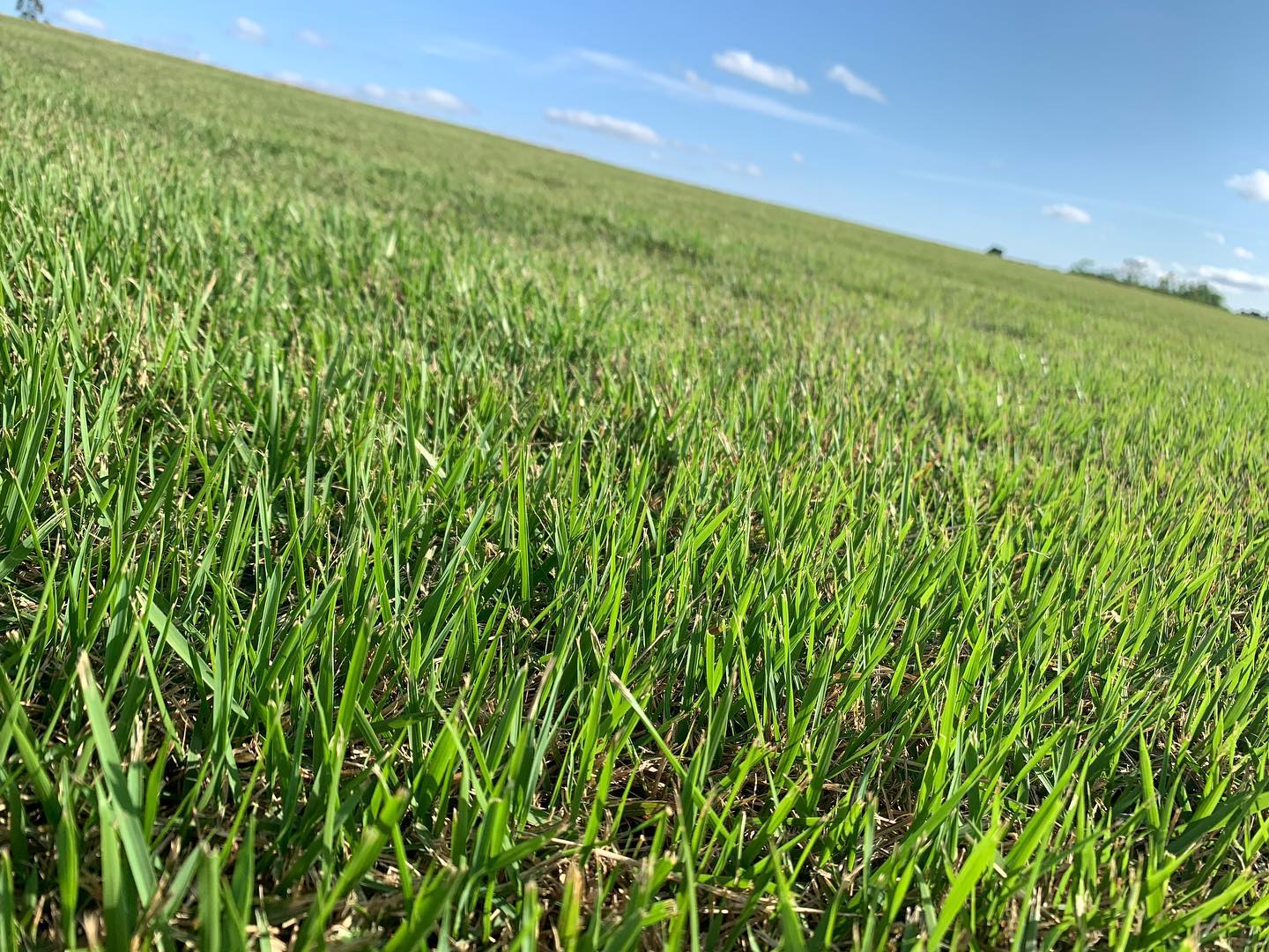 Área de cultivo da Grameira 2 Irmãs em Itapetininga