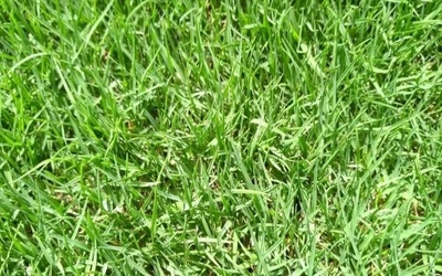 Grama Bermudas